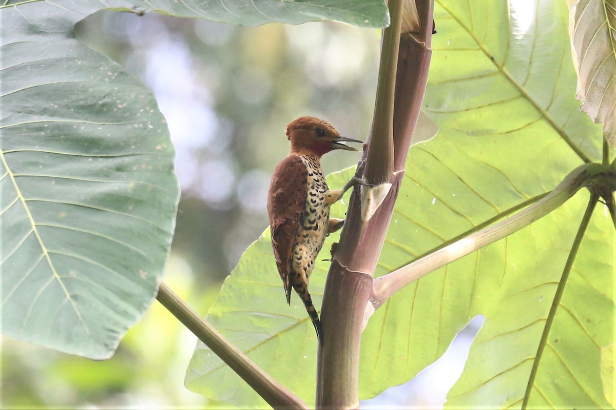 Cinnamon Woodpecker - ML152081251