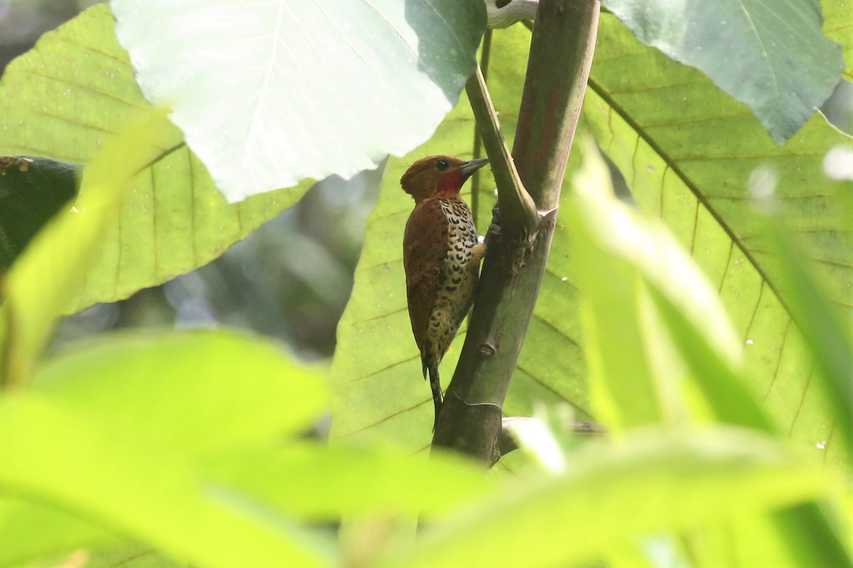 Cinnamon Woodpecker - ML152081271