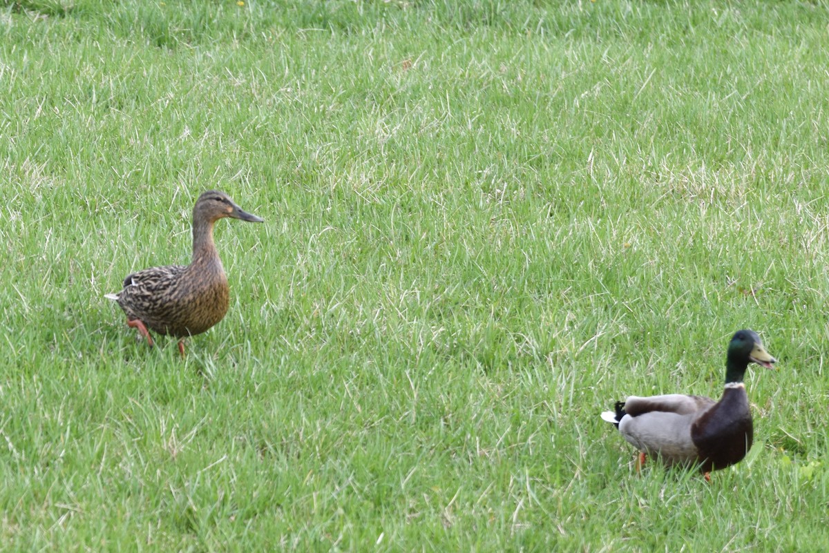 Canard colvert - ML152081431