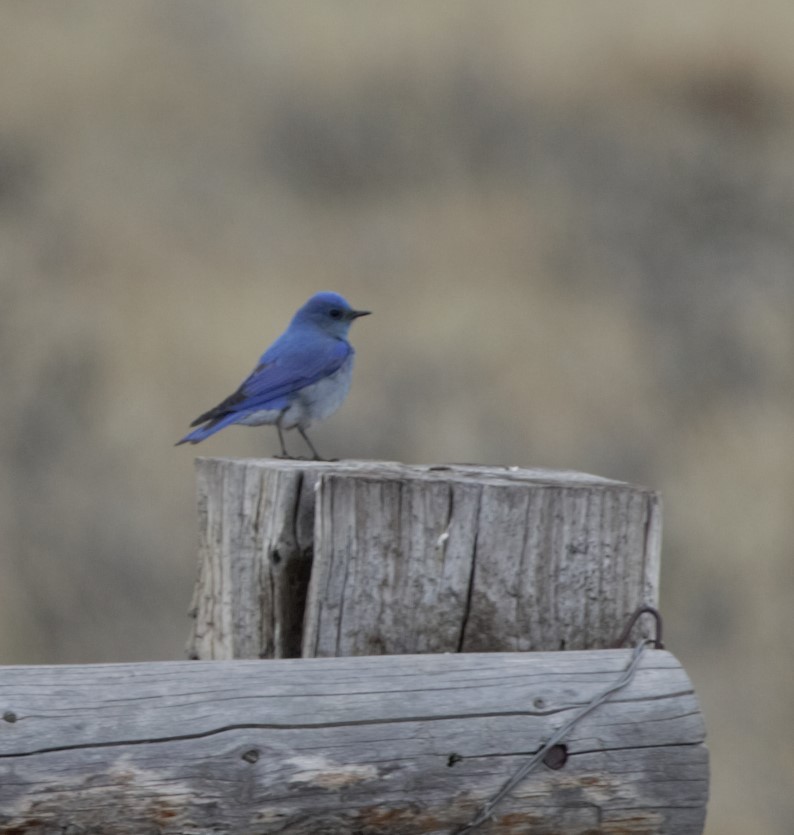 Mountain Bluebird - Sue Riffe