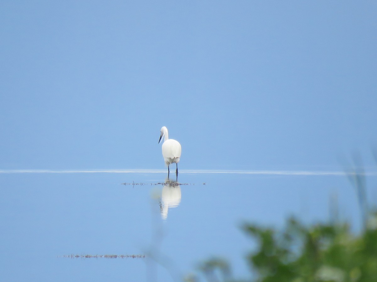 Little Egret - Thomas Brooks