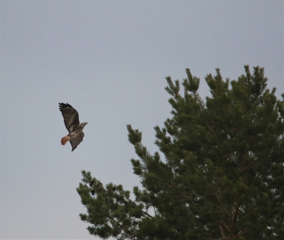 Rotschwanzbussard - ML152082241