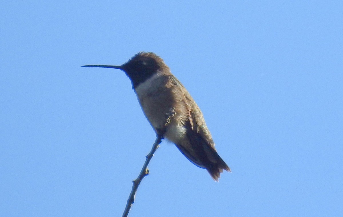 Black-chinned Hummingbird - Greg Cross