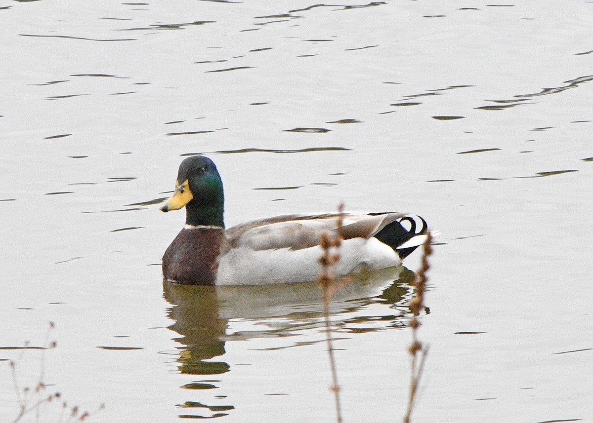 Canard colvert - ML152082891