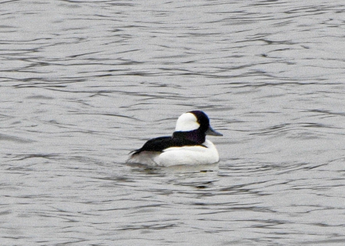 Bufflehead - ML152083061