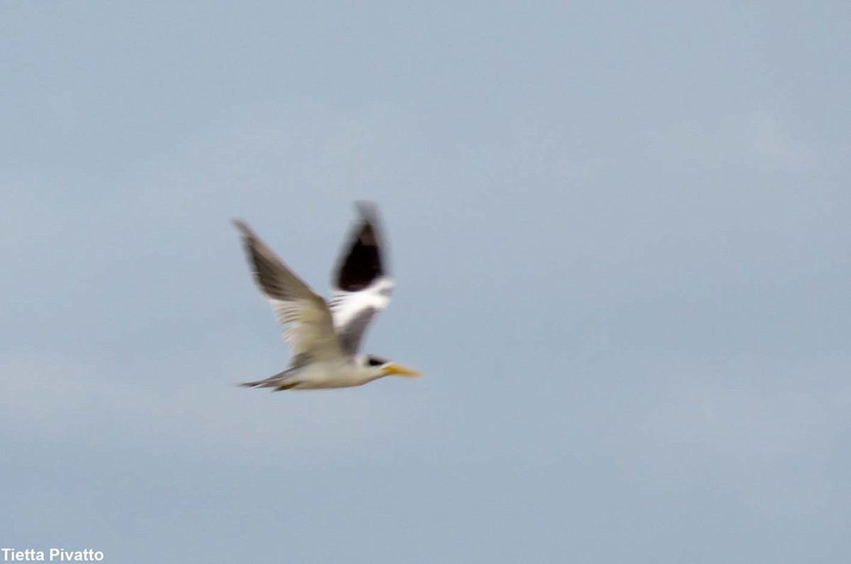 Large-billed Tern - Maria Antonietta Castro Pivatto