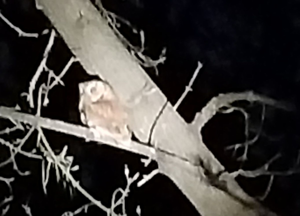 Northern Saw-whet Owl - ML152083471