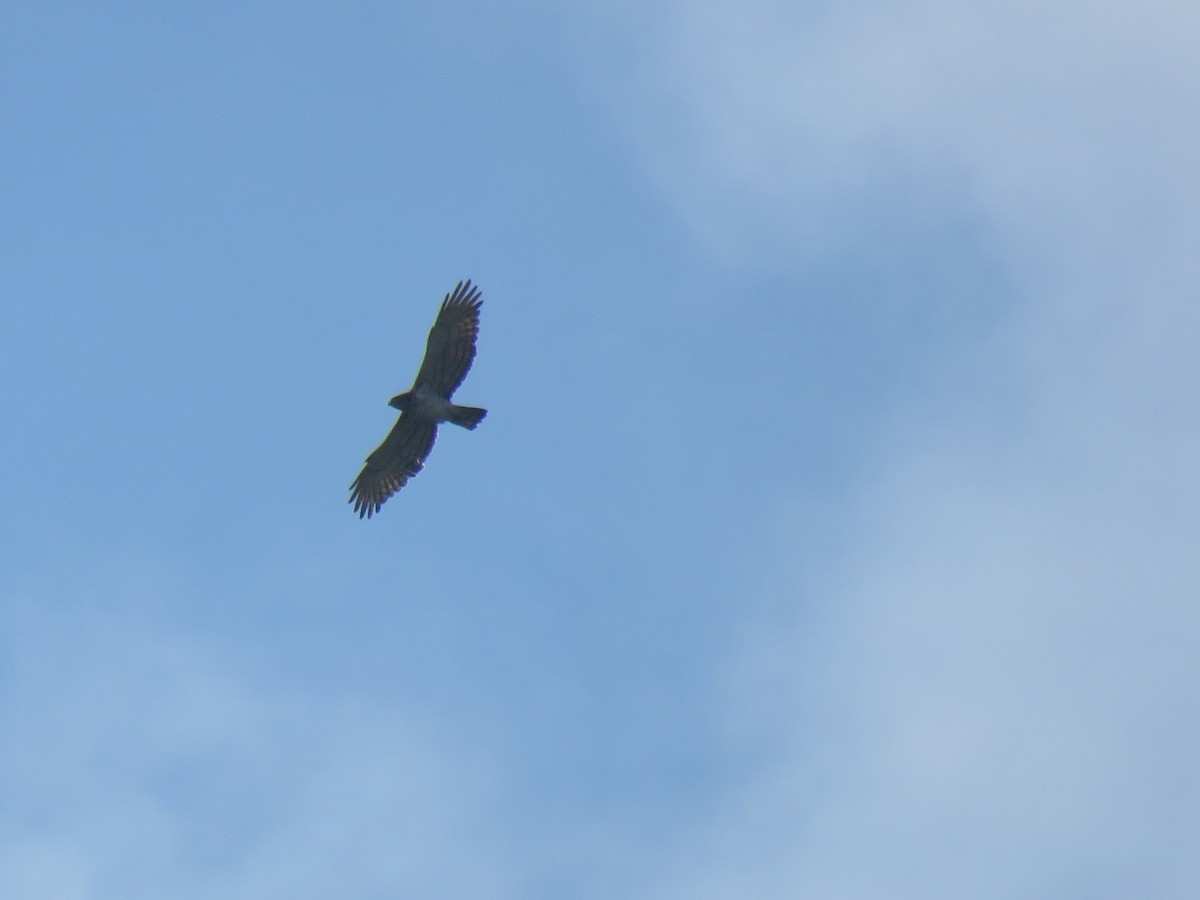 Short-toed Snake-Eagle - ML152083571