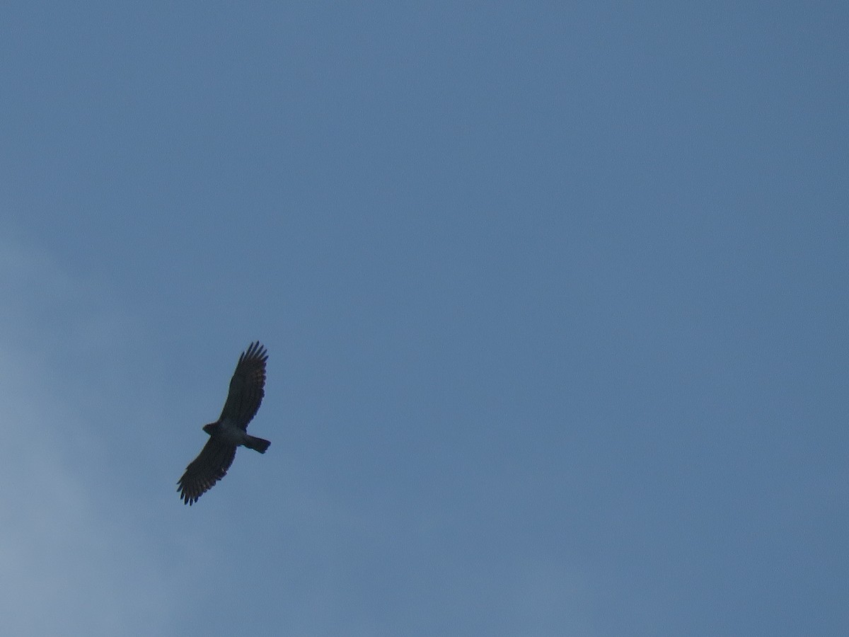 Short-toed Snake-Eagle - ML152083641