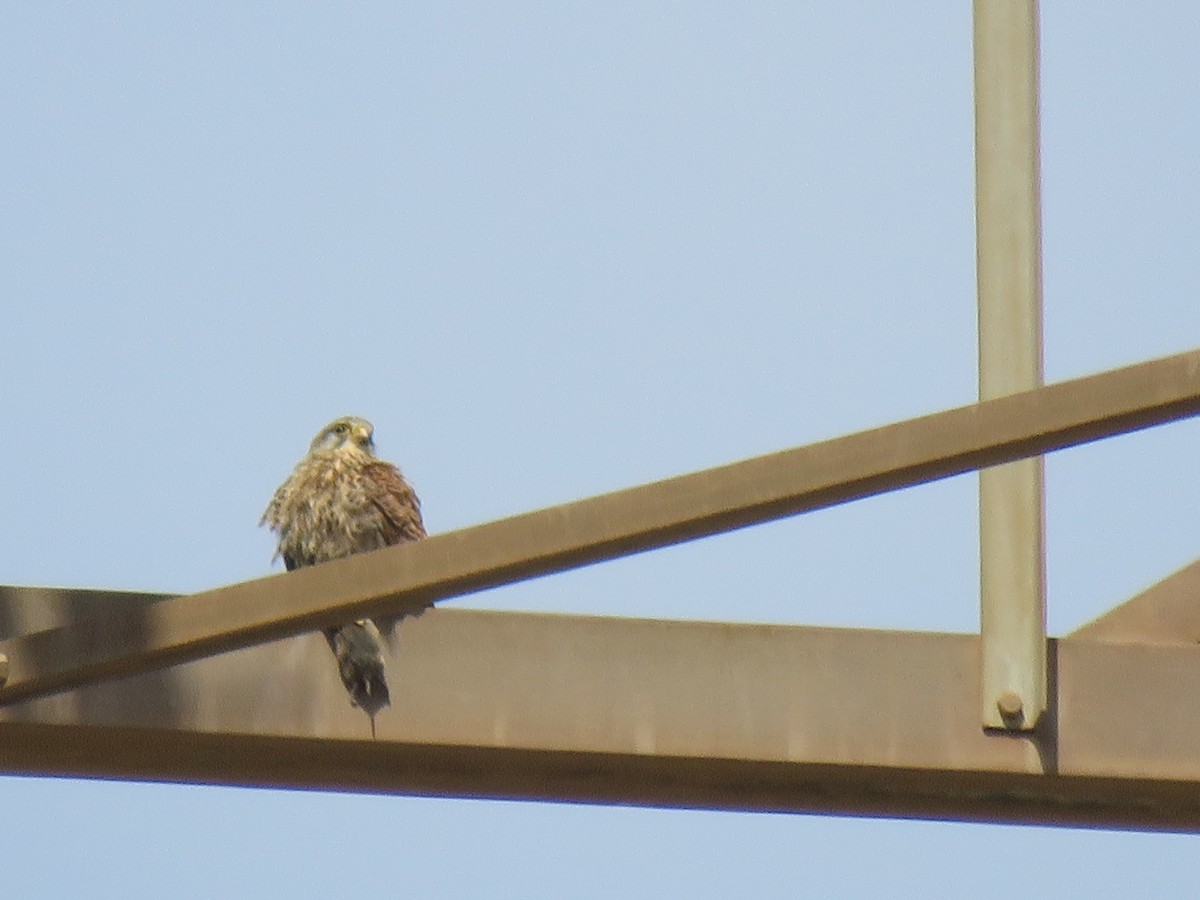 Eurasian Kestrel - ML152084251