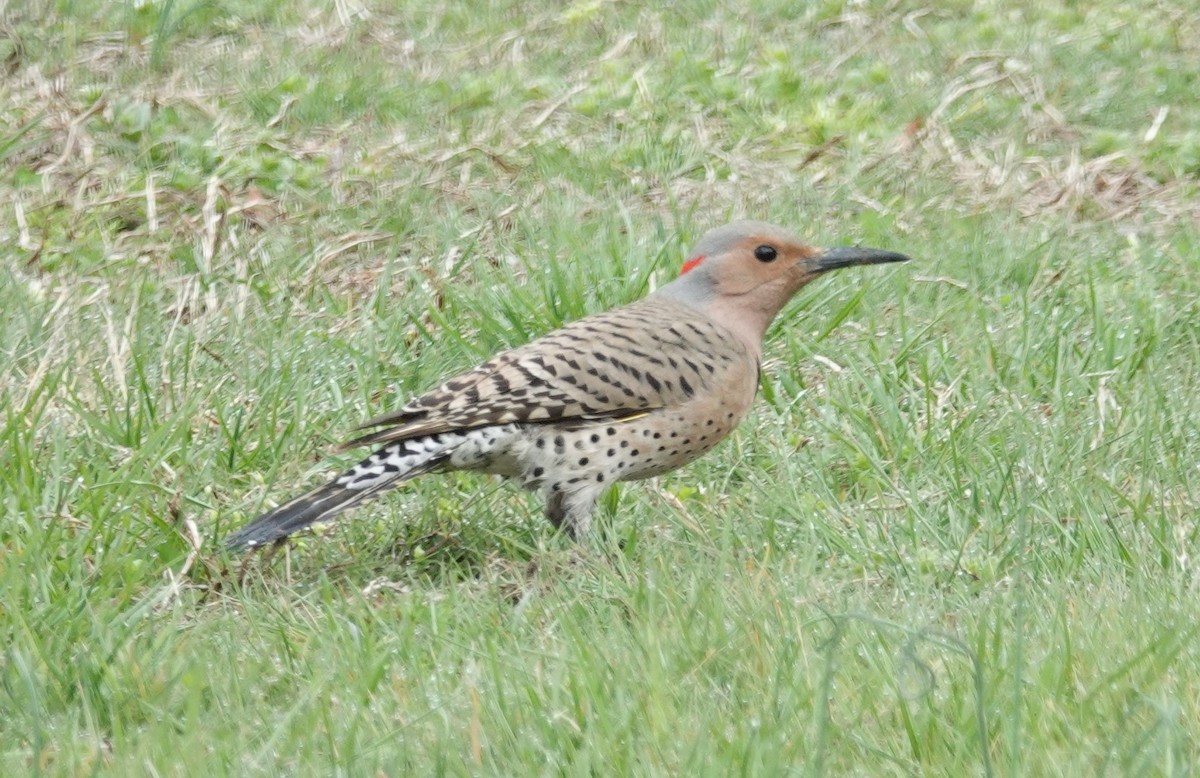 Northern Flicker (Yellow-shafted) - ML152085131