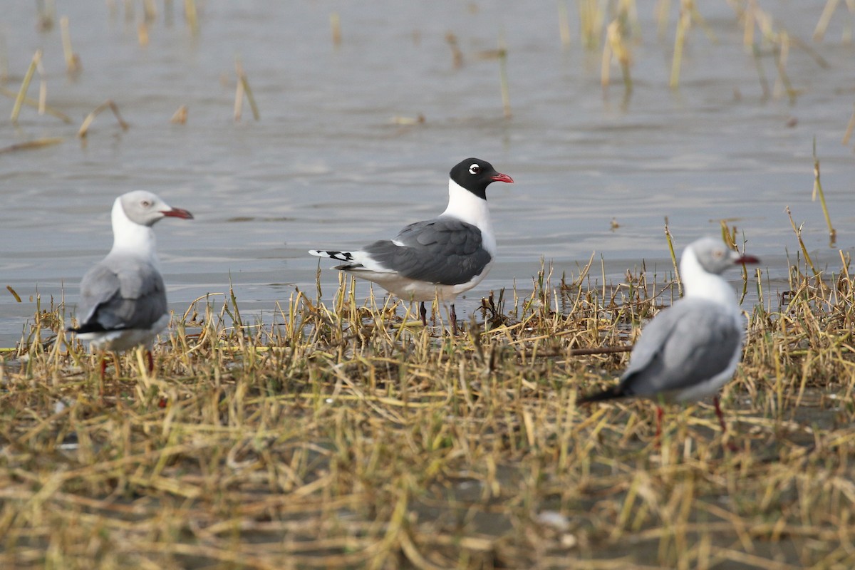 Franklin's Gull - ML152085811