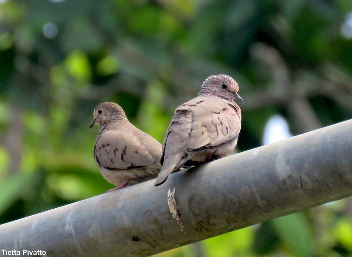 Common Ground Dove - ML152085841