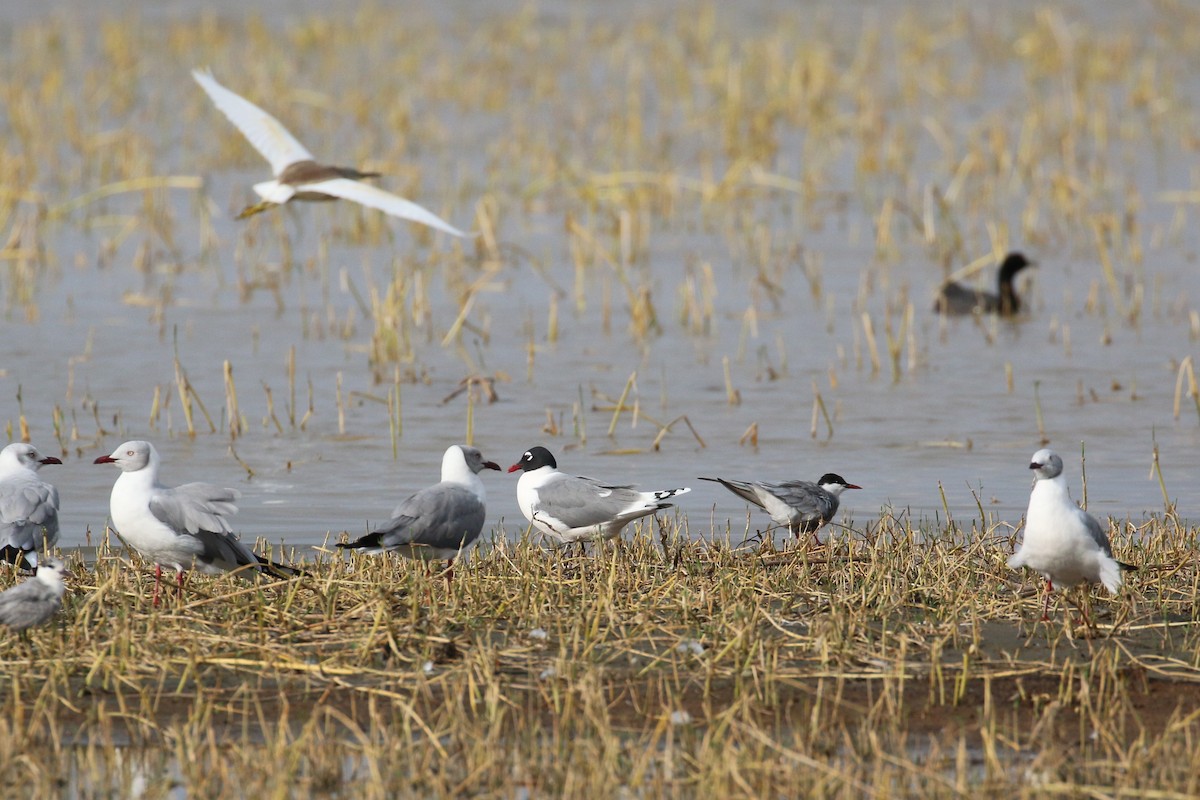 Mouette de Franklin - ML152085881