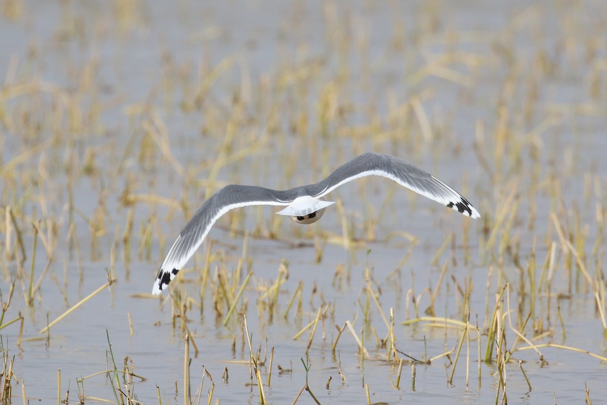 Franklin's Gull - ML152085901