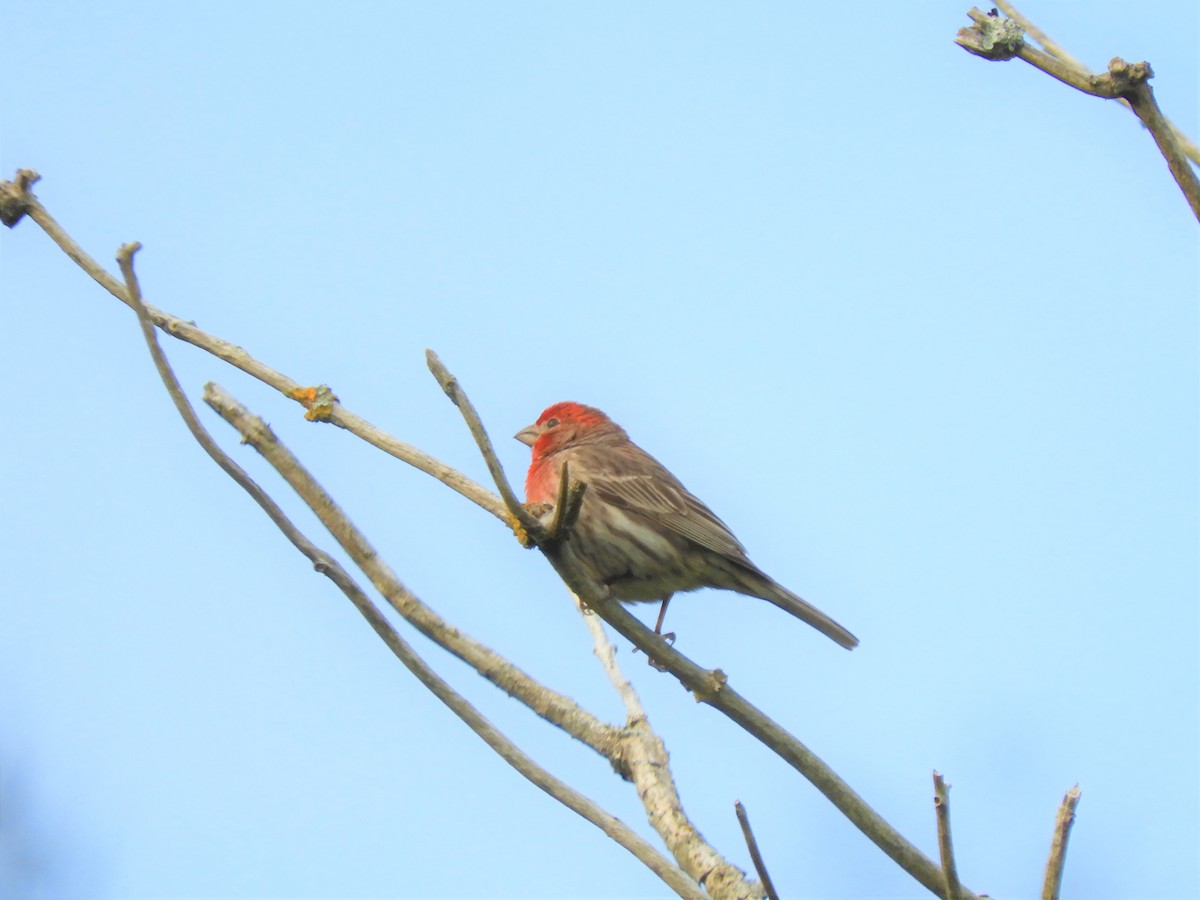 House Finch - Cliff Cordy