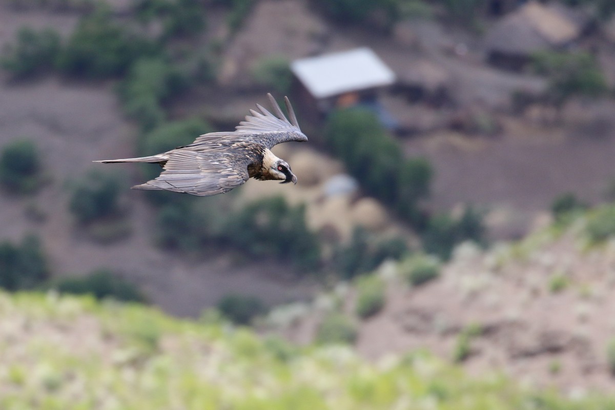 Bearded Vulture - Oscar Campbell