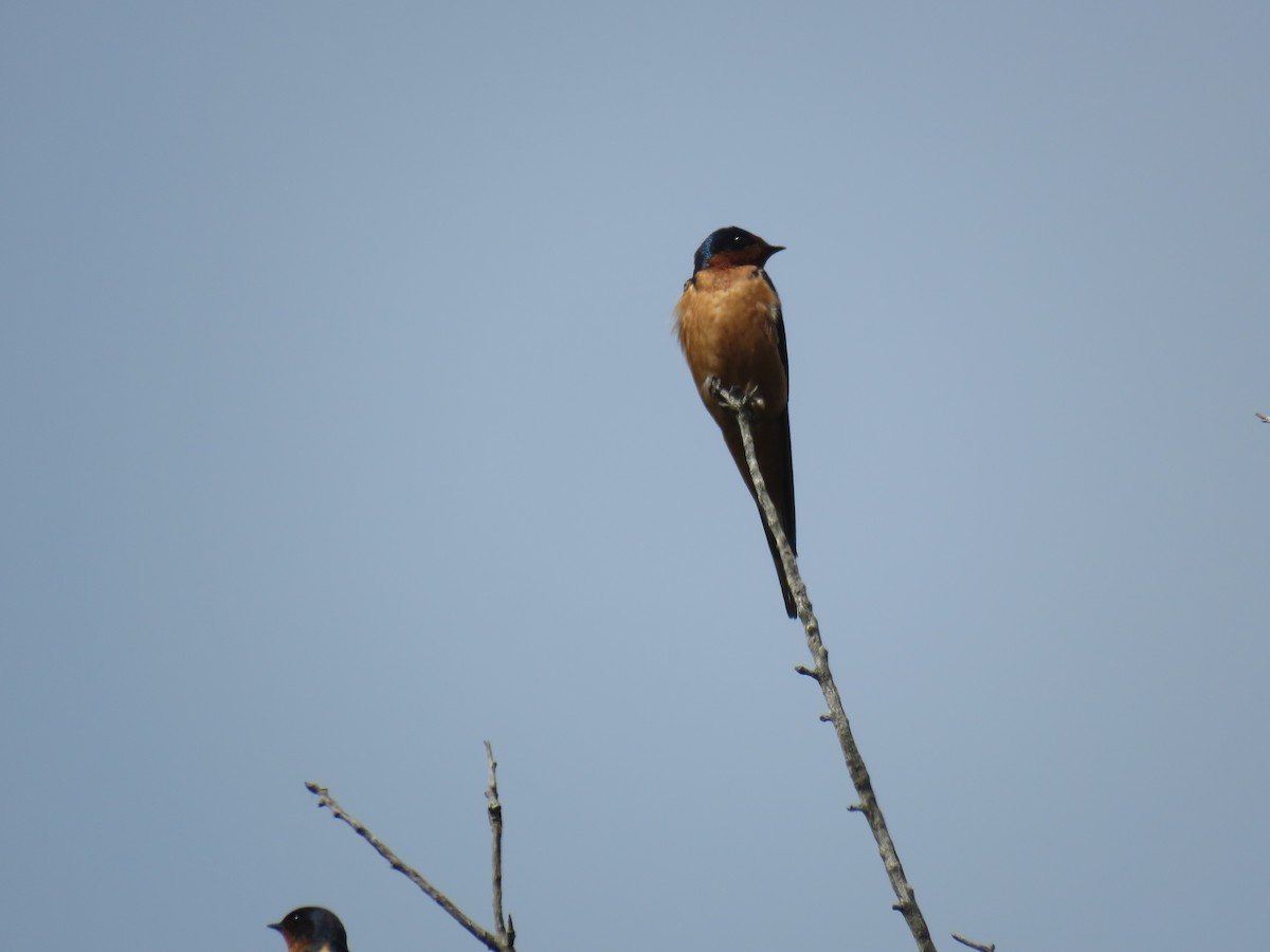 Barn Swallow - Robert Hansen