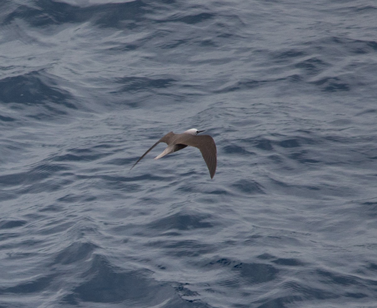 Black Noddy - Julie MacDonald