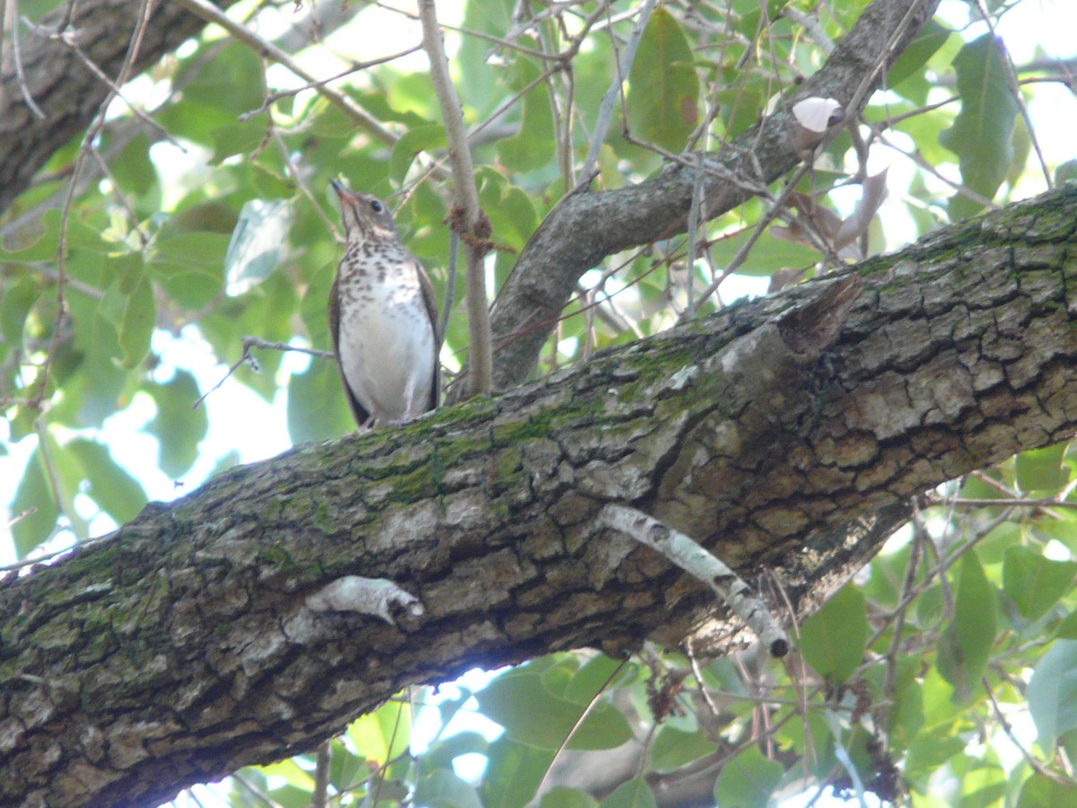 Swainson's Thrush - Da Lo