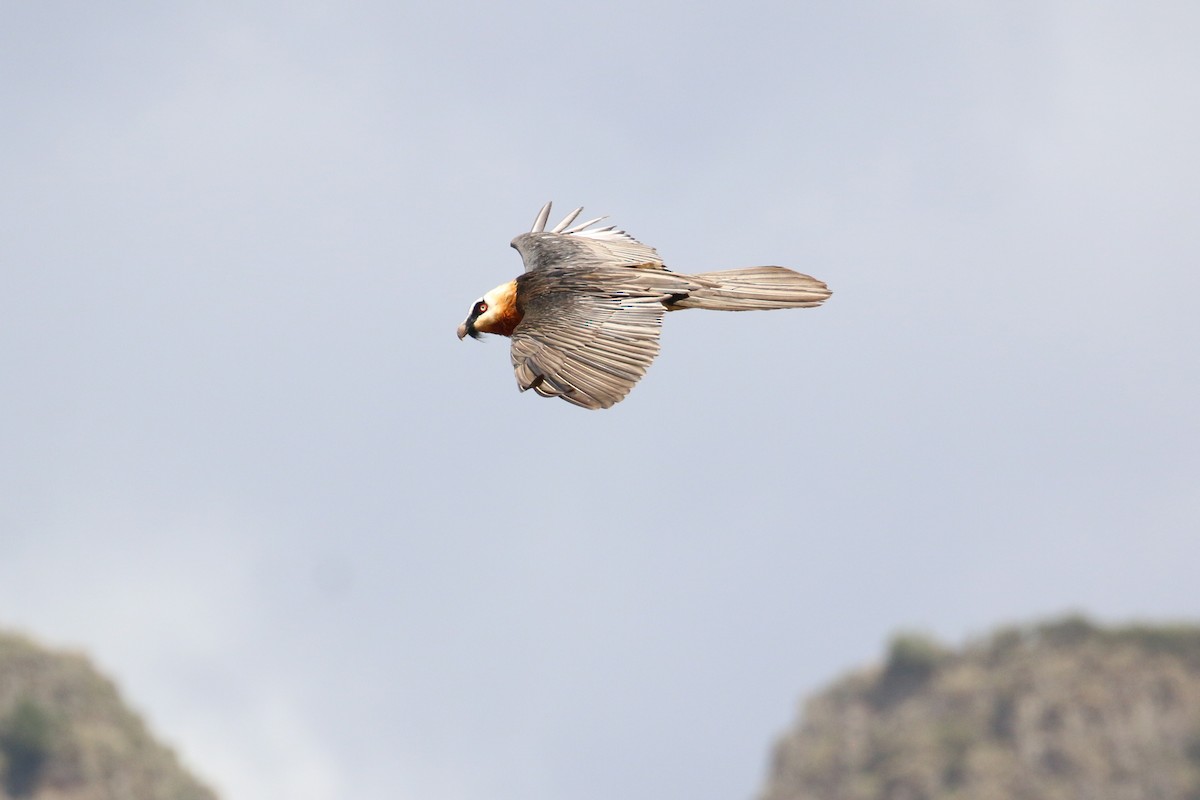 Bearded Vulture - Oscar Campbell