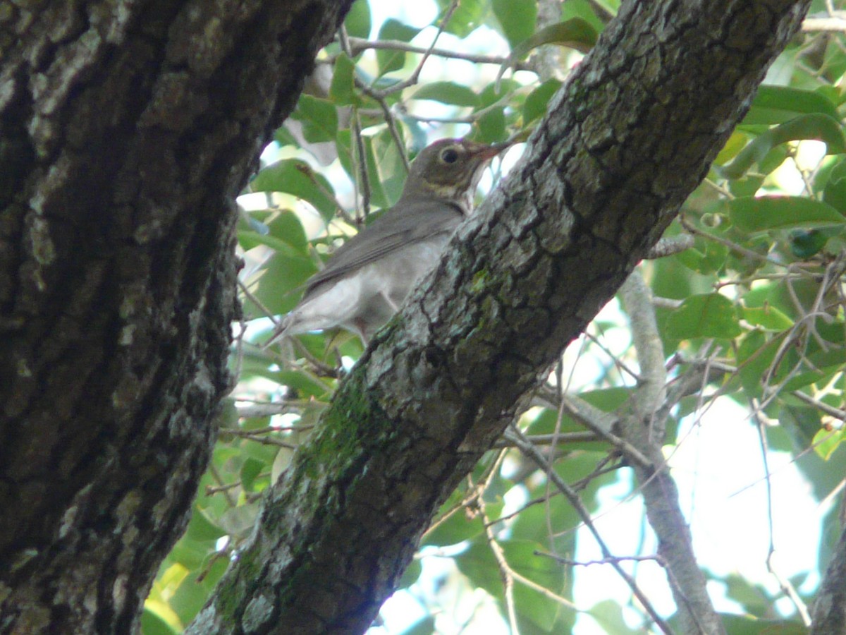 Swainson's Thrush - ML152089691