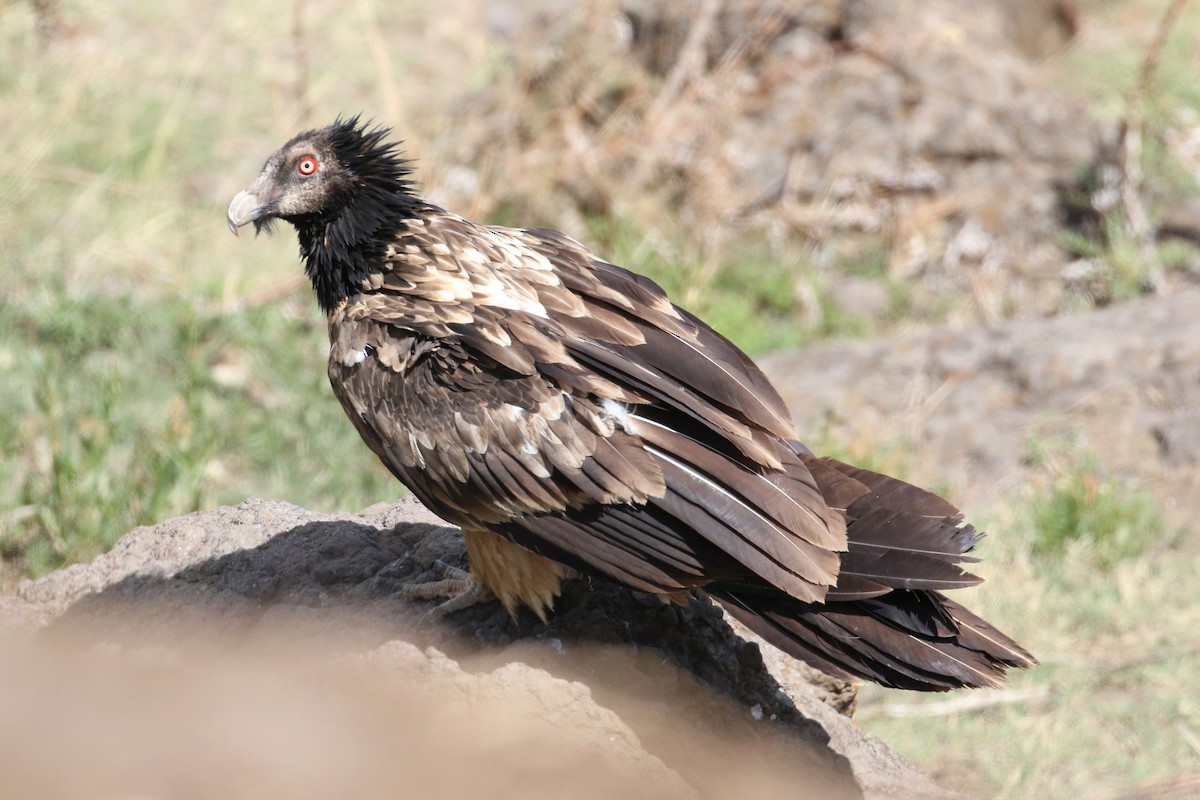 Bearded Vulture - Oscar Campbell