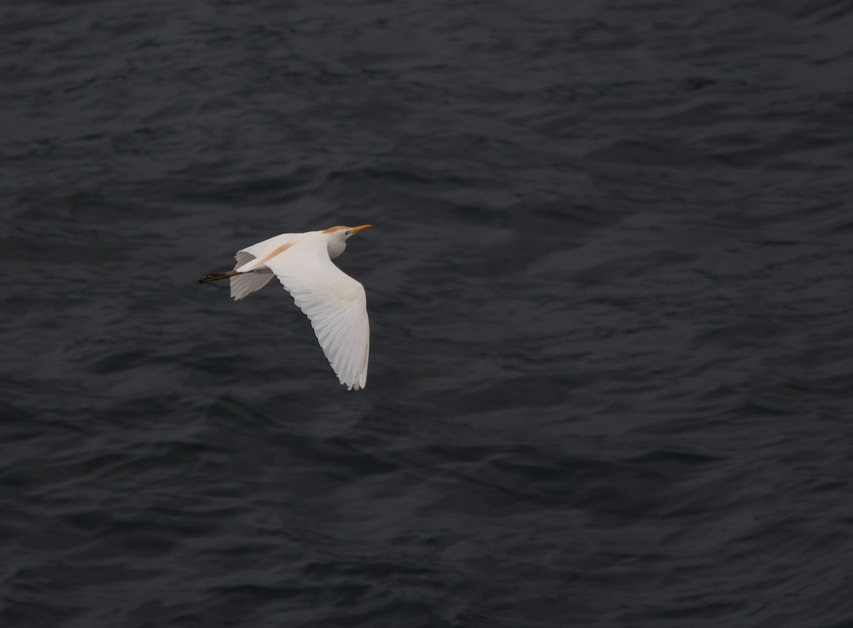 Western Cattle Egret - ML152089931