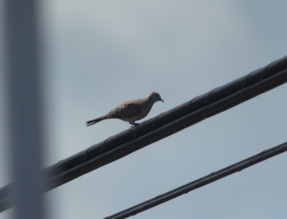 Zebra Dove - ML152090151