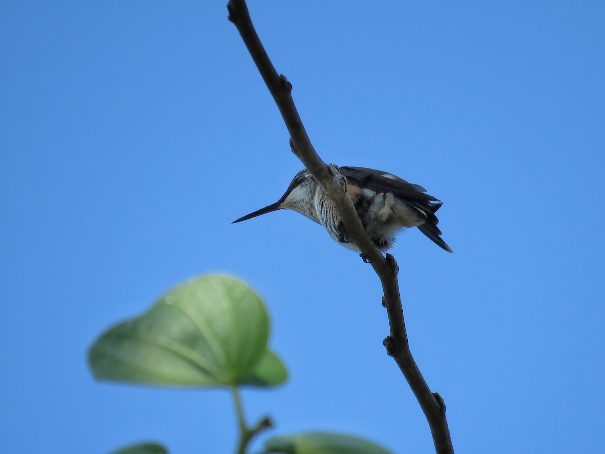 Colibri améthyste - ML152090641