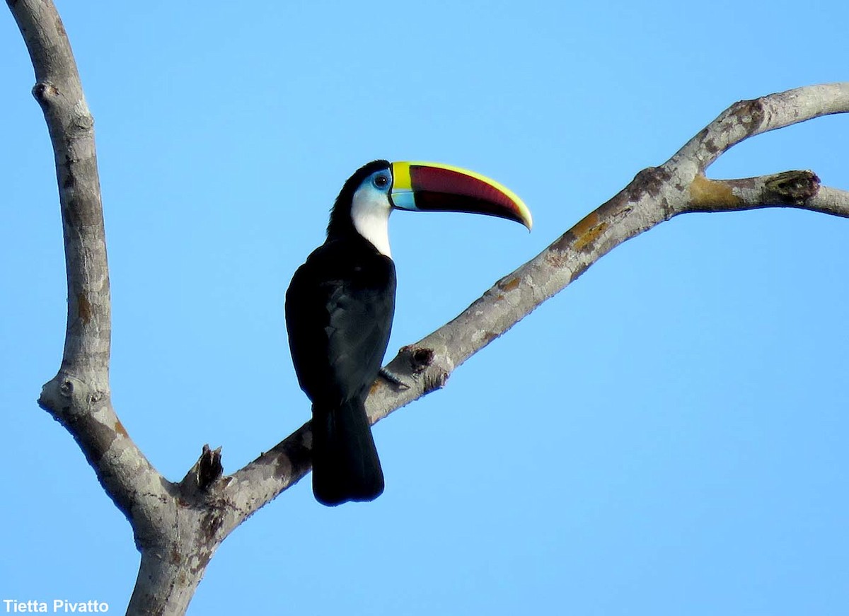 White-throated Toucan - ML152091331