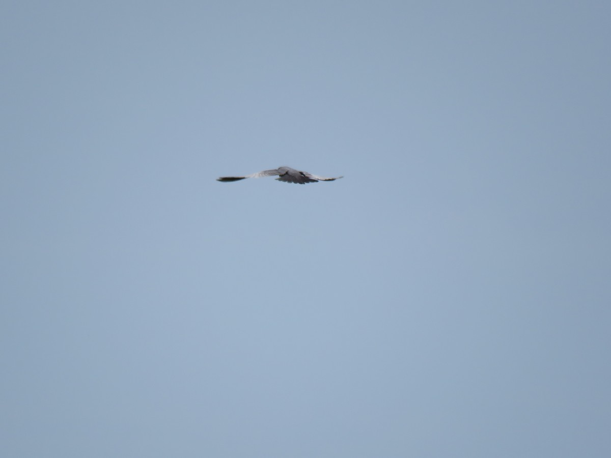 Red-footed Falcon - ML152091761