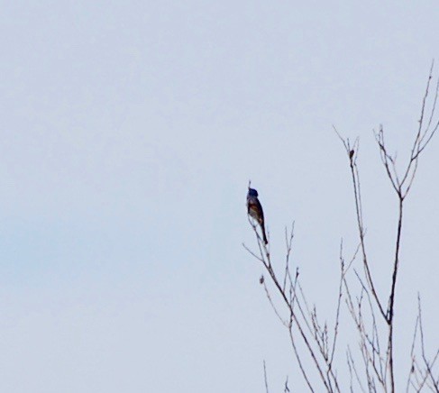 Lazuli Bunting - ML152092381