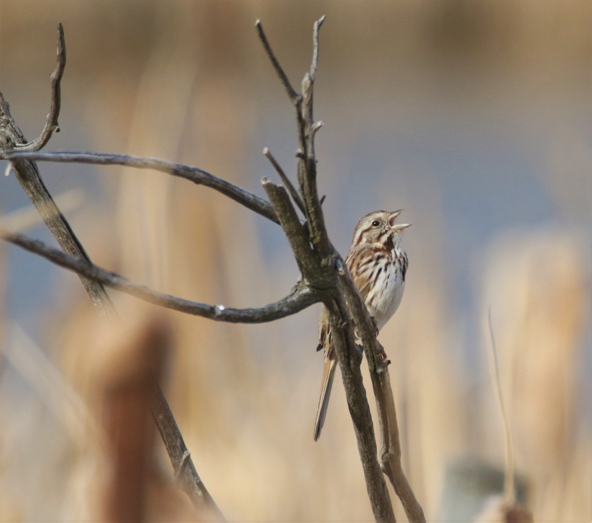 Song Sparrow - ML152092411