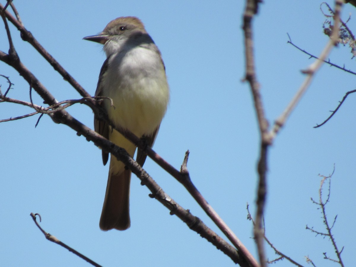 Ash-throated Flycatcher - John Forbes