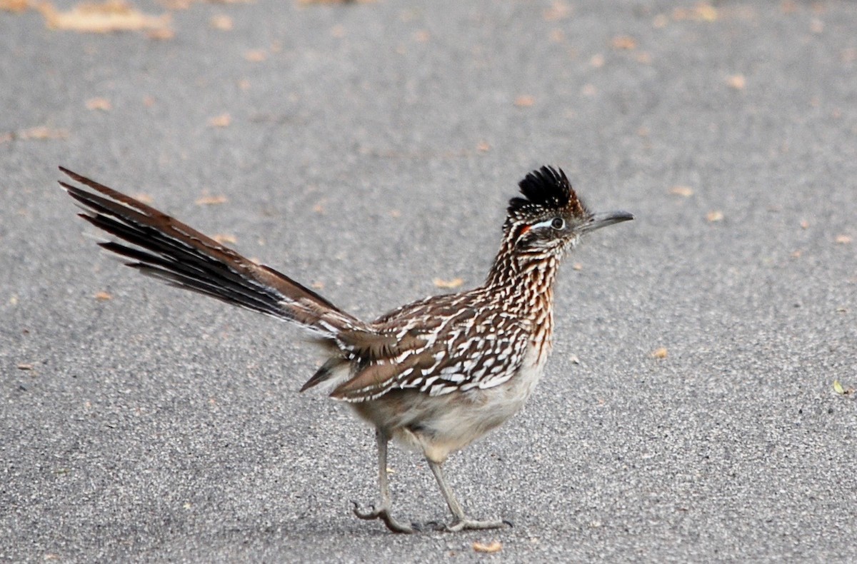 Greater Roadrunner - John Forbes