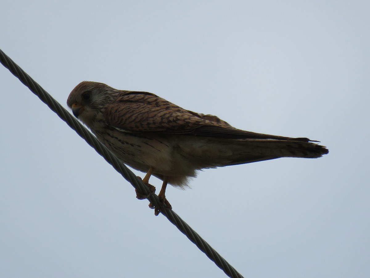 Lesser Kestrel - ML152093621