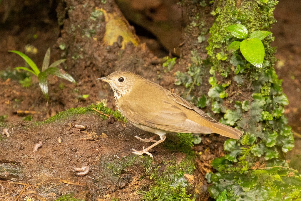 Gray-cheeked Thrush - ML152093961