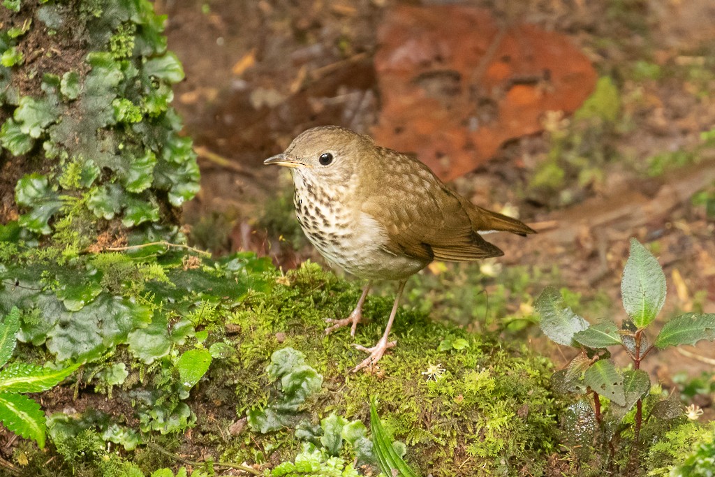 Gray-cheeked Thrush - ML152093981