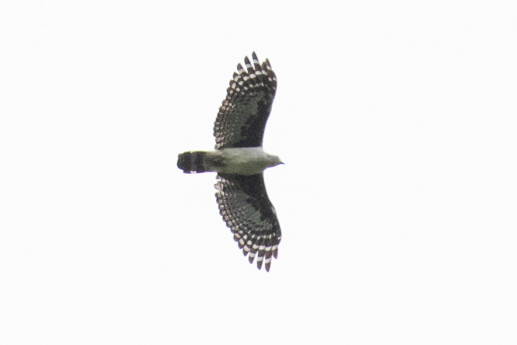 Gray-headed Kite - Ilya Povalyaev