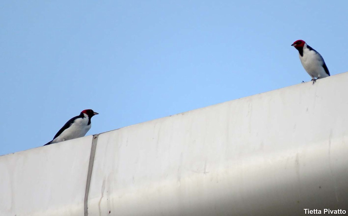 Red-capped Cardinal (Red-capped) - Maria Antonietta Castro Pivatto