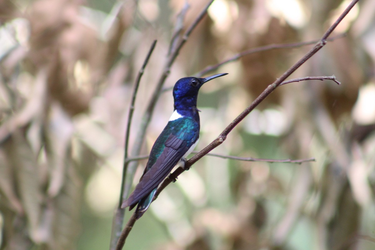 Colibrí Nuquiblanco - ML152094551