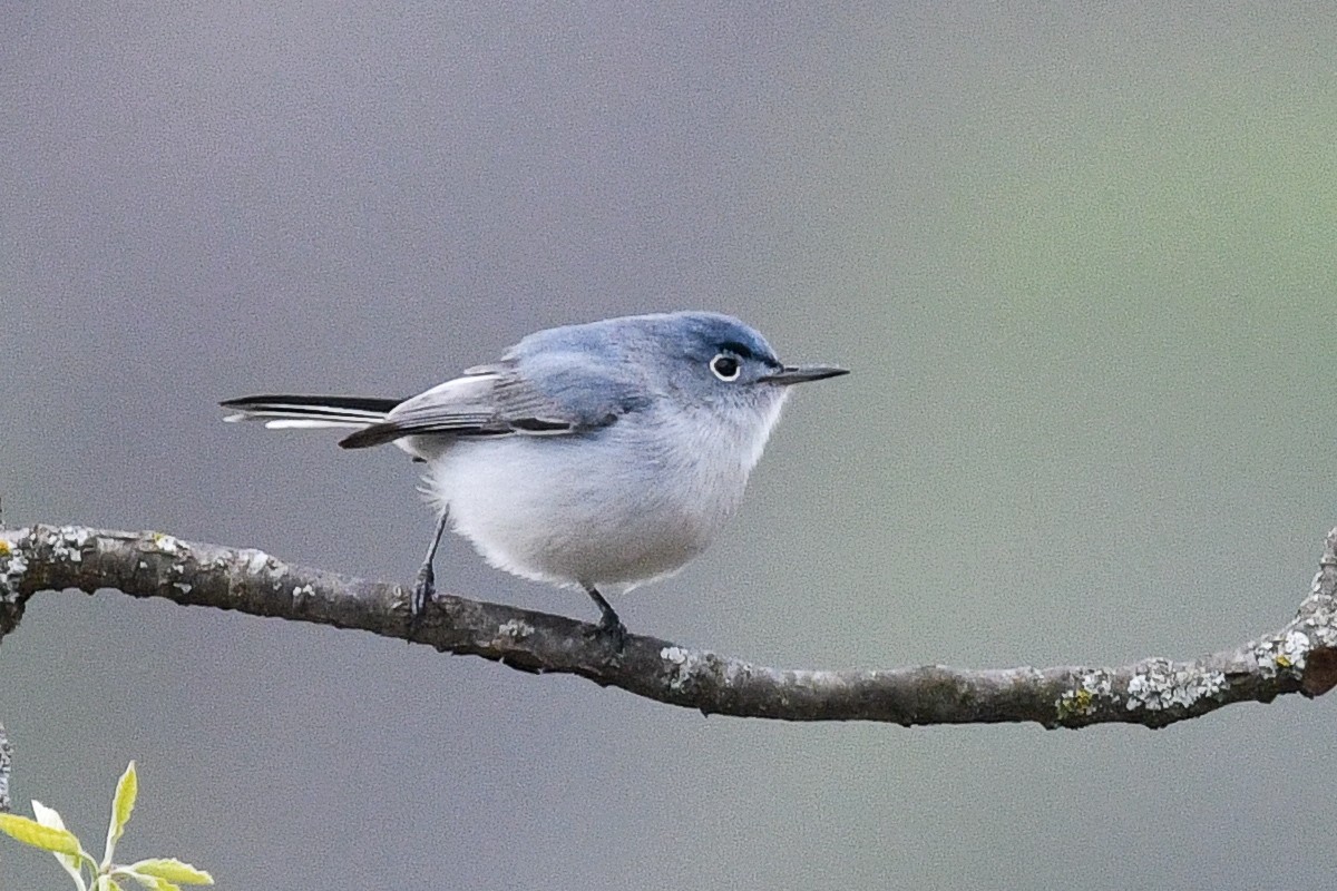 Blue-gray Gnatcatcher - George Chiu
