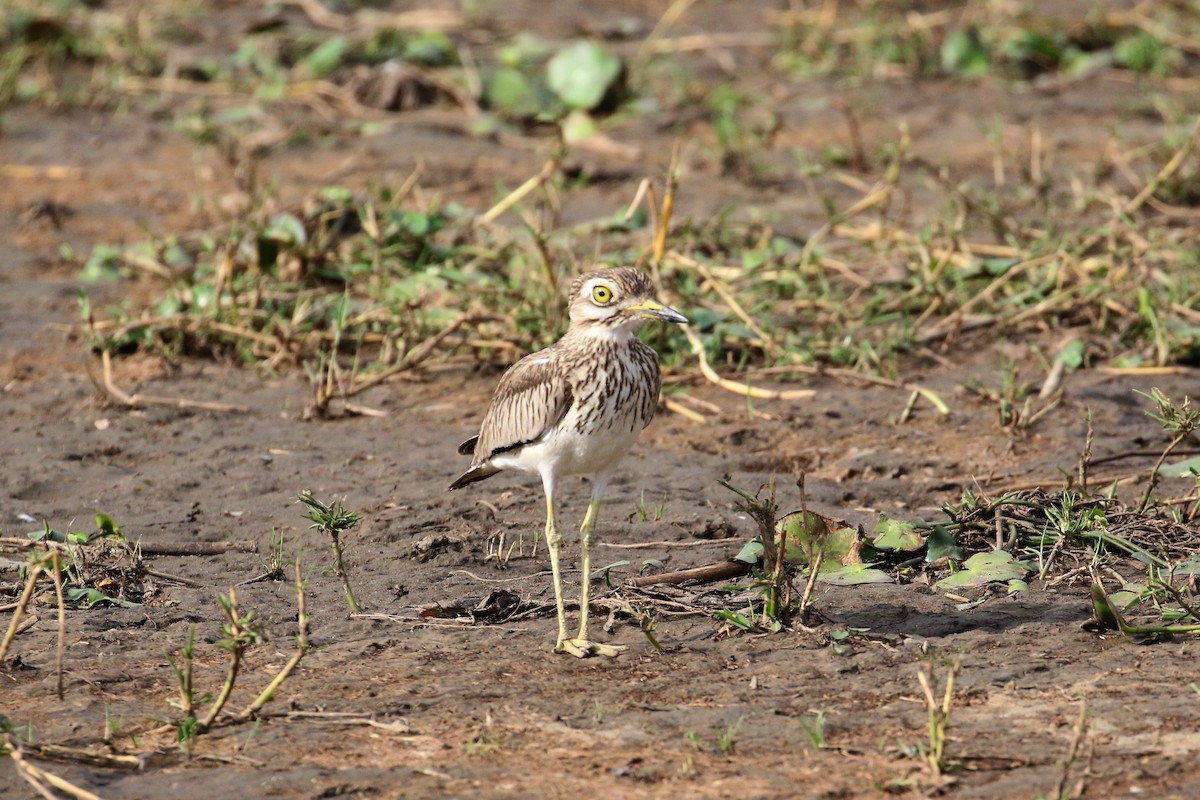 Senegal Thick-knee - ML152095581