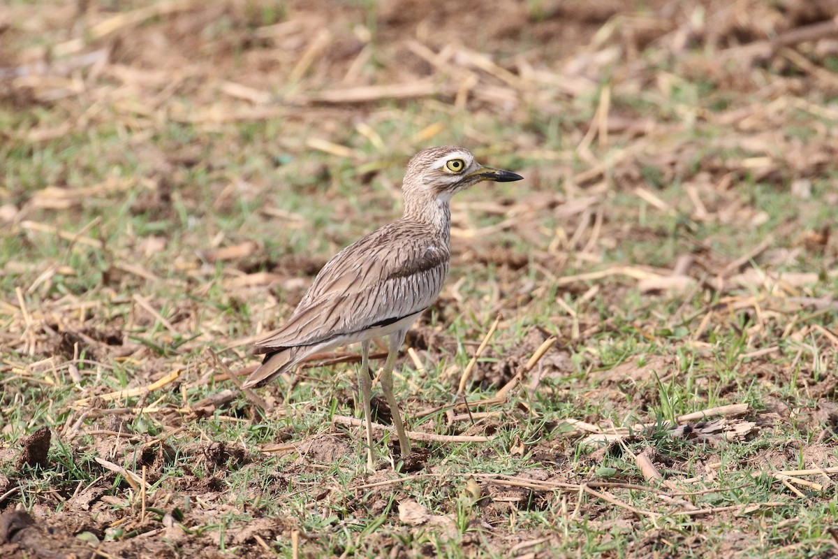 Senegal Thick-knee - Oscar Campbell