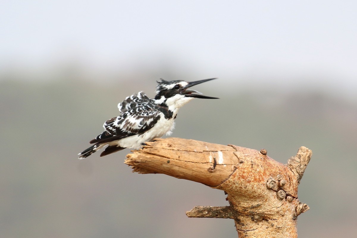 Pied Kingfisher - ML152095811