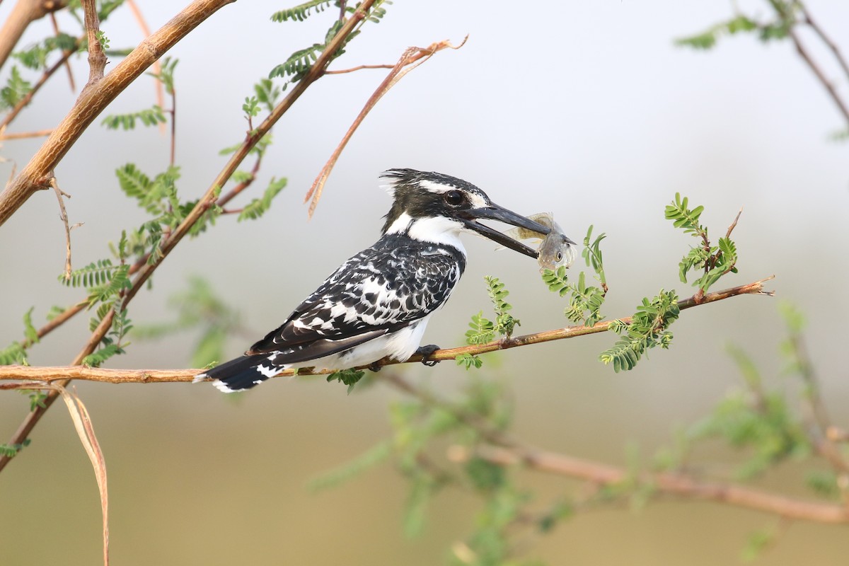 Pied Kingfisher - Oscar Campbell