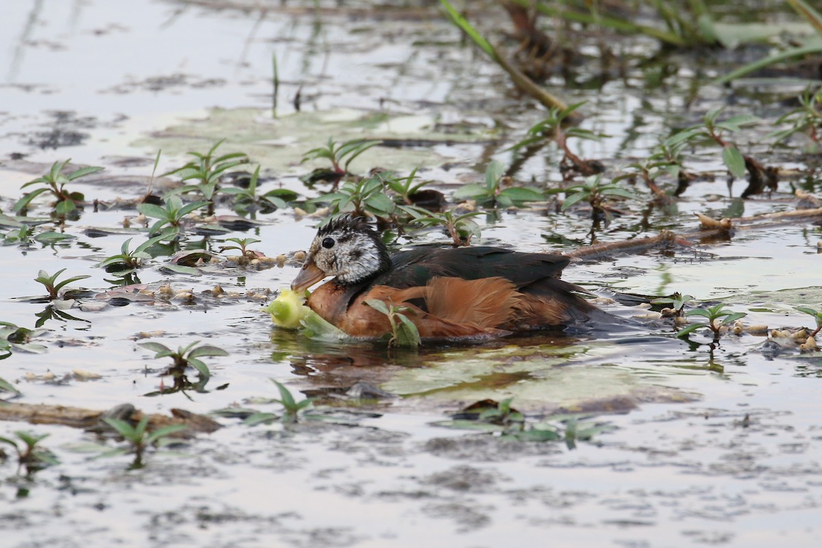 African Pygmy-Goose - ML152095951