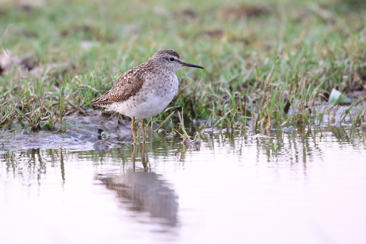 Wood Sandpiper - ML152096061