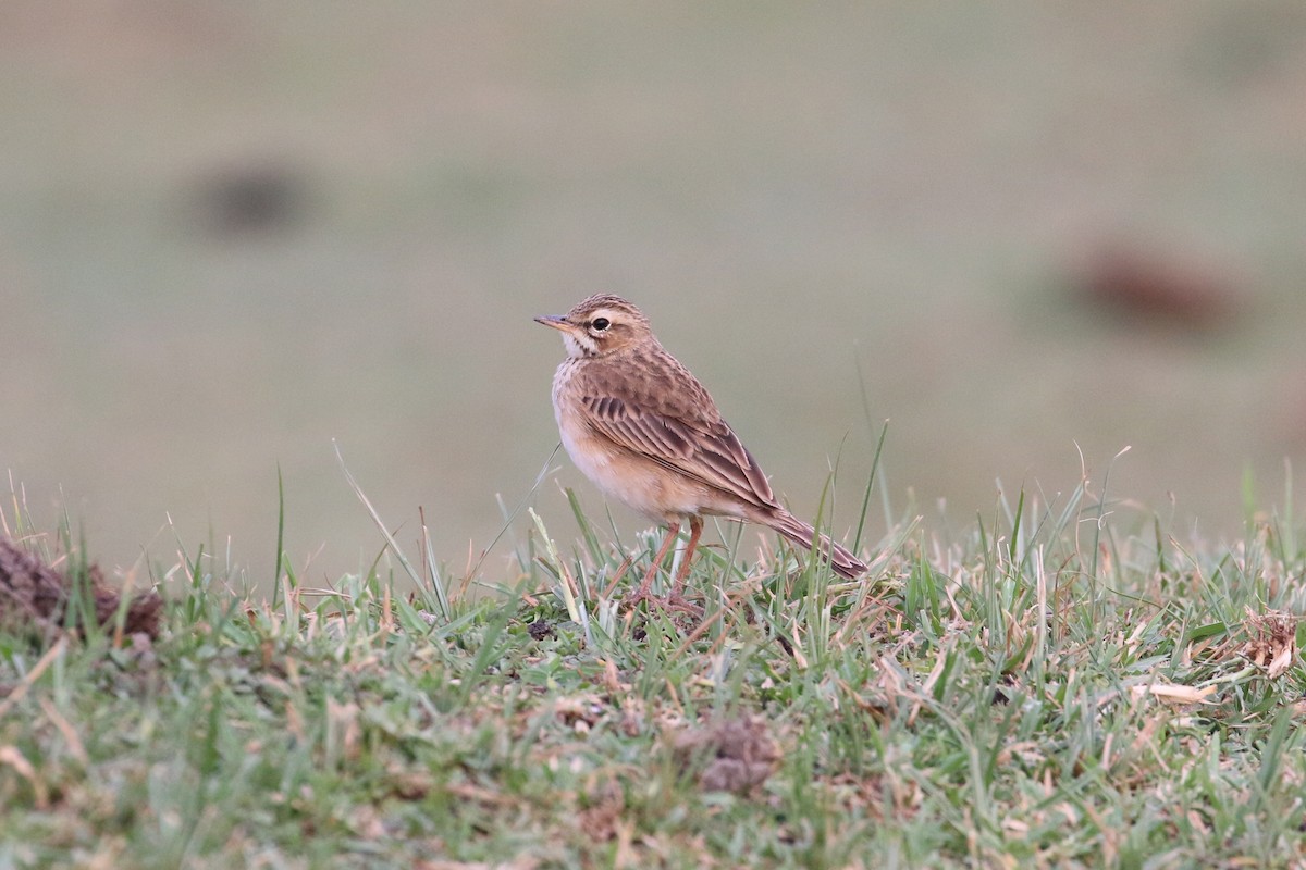 Pipit africain - ML152096301